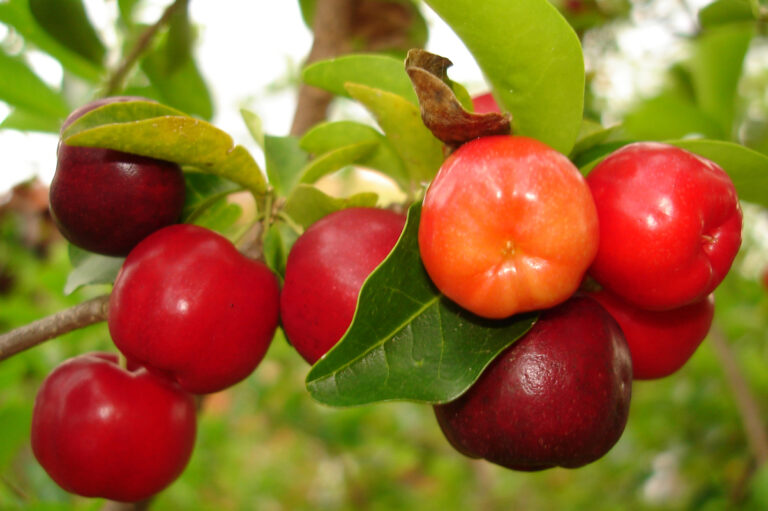 acerola vitamina C