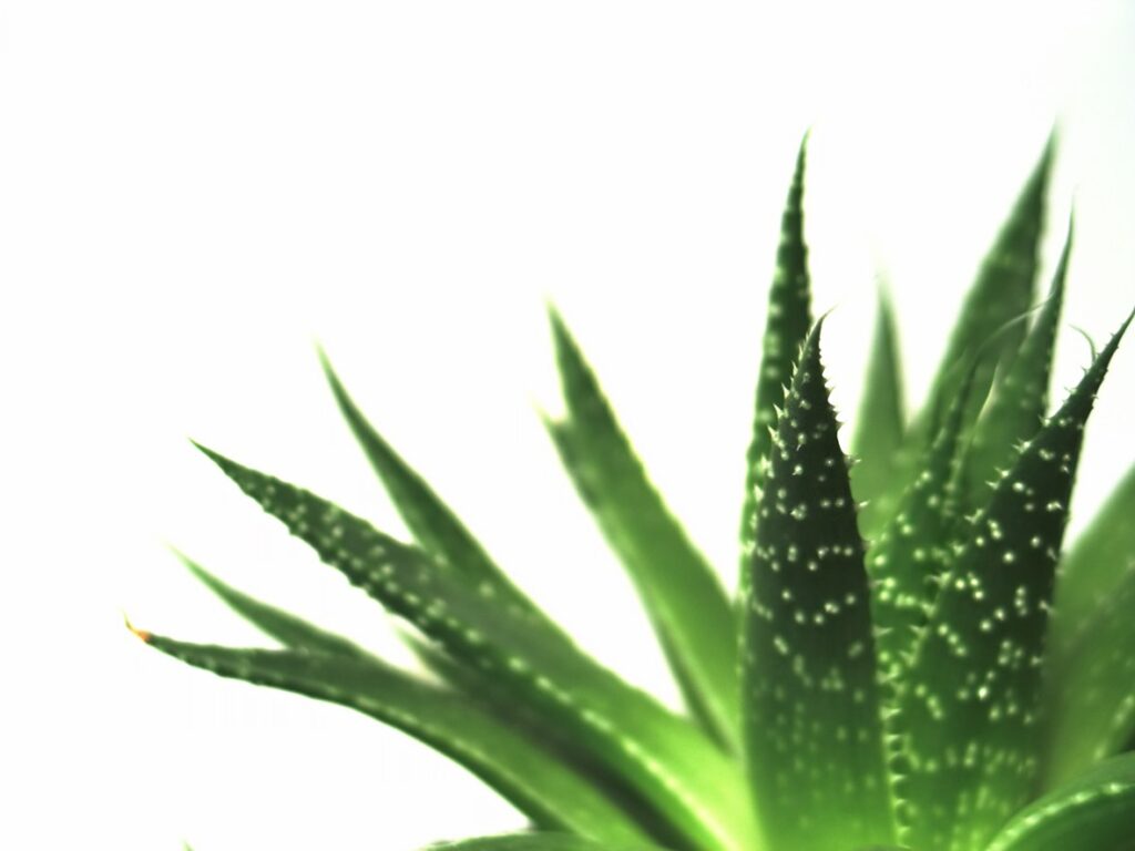 Propiedades del Aloe Vera, la planta milagro más antigua