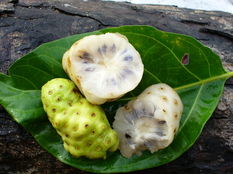 propiedades del noni planta medicinal