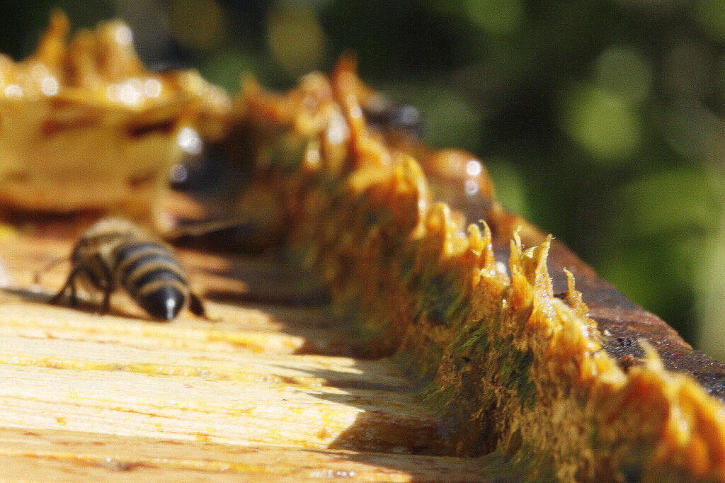 Propolis beneficios para la salud