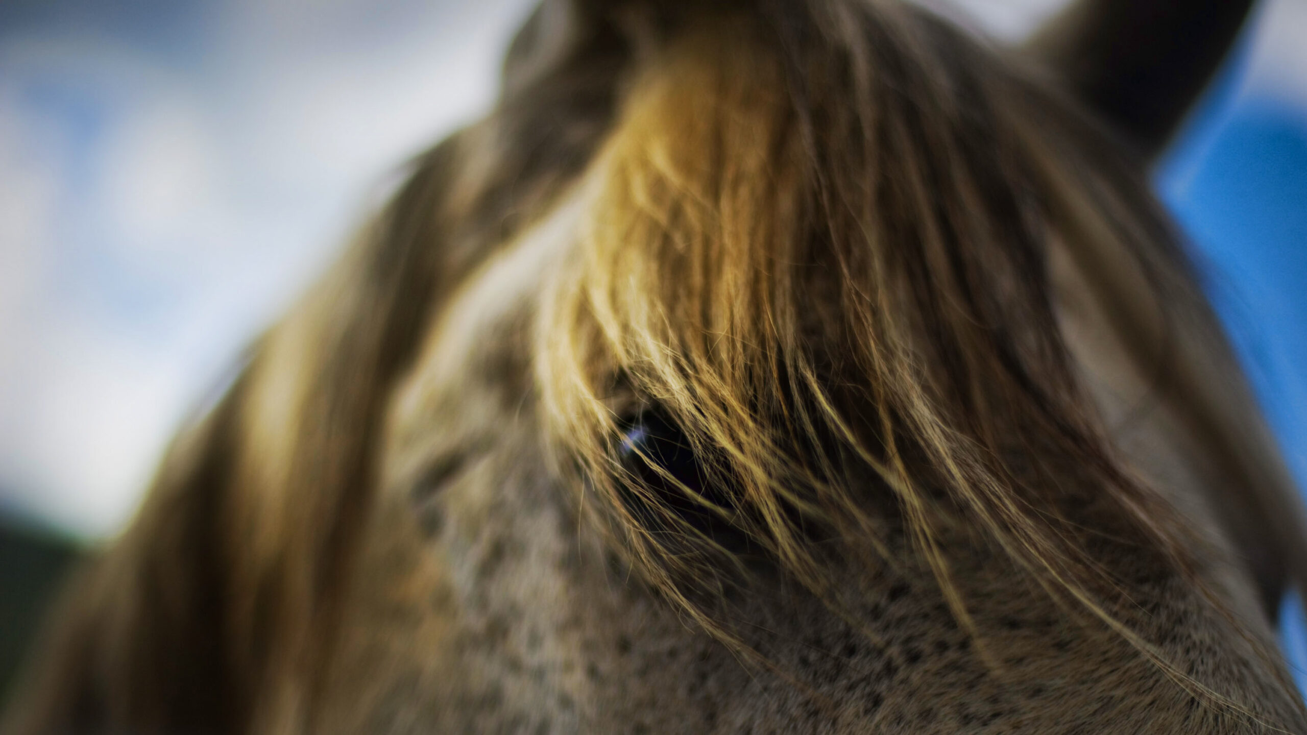 El champú de caballo contribuye a evitar la rotura del pelo