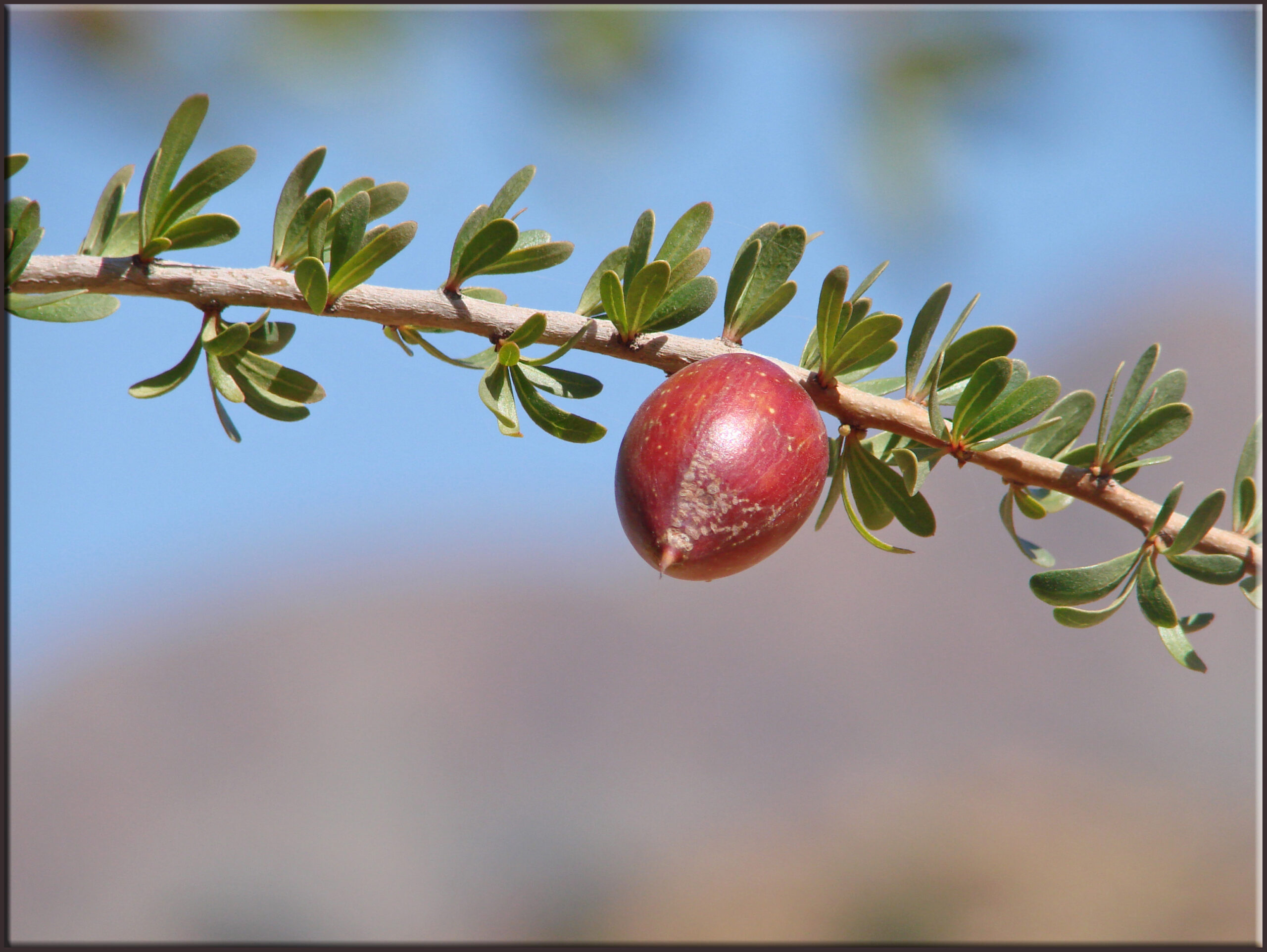 aceite de argán para la salud